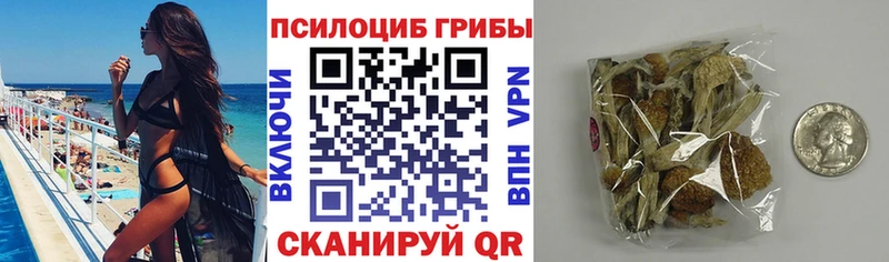 Купить где  Богданович  Галлюциногенные грибы Psilocybine cubensis 